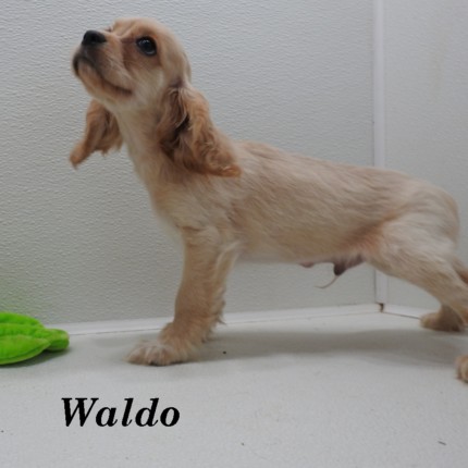 puppy, for, sale, Cockilear, Joe & Cherri  Overlease, dog, breeder, Miller, MO, dog-breeder, puppy-for-sale, forsale, nearby, find, puppyfind, locator, puppylocator, aca